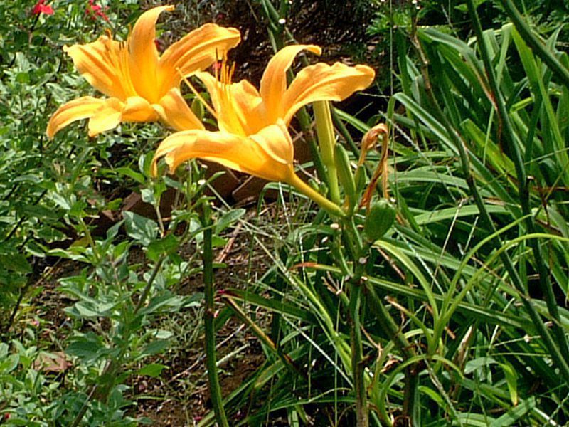 �w�����J���X(Hemerocallis)